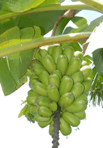 Plantain bananas
